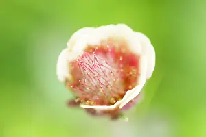 Avens: Water Avens