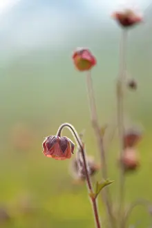 Avens: Water Avens