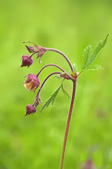 Avens: Water Avens - close up side view showing detail