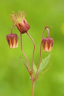 Avens: Water Avens - in flower