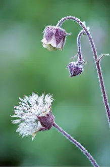 Buds: WATER AVENS - Flower and fruit, dewy morning