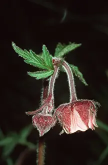 Avens: WATER AVENS - flowers