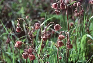 Avens: WATER AVENS - Flowers and Fruit