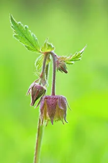 Avens: Water Avens - showing close up of flower head in