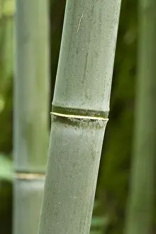 Gramineae: Water bamboo (Phyllostachys heteroclada) stem