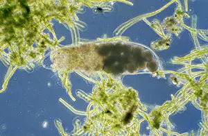 Microscopic: Water Bear (Hypsibius sp) microscopic image, an