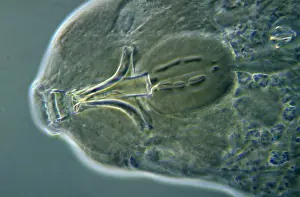 Microscopic: Water Bear (Macrobiotus richtersi) microscopic