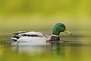 Float: Water bird Mallard, Anas platyrhynchos