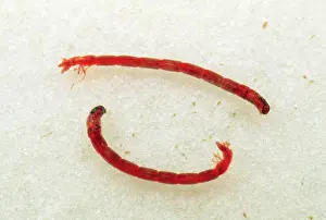 Segment: Water Bloodworms - Chironomid Fly Lavae - Midge Larva