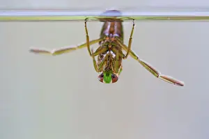 Backswimmers: Water Boatman