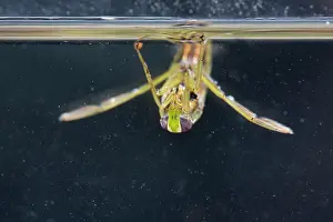 Backswimmer: Water Boatman