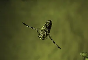 D. W. Greenslade: Water BOATMAN / Backswimmer