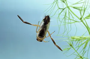Emma Coghlan: WATER BOATMAN / Backswimmer