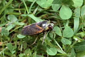 Backswimmers: Water BOATMAN / Backswimmer - Migrating over land