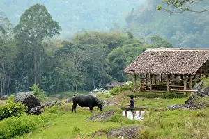 Stable: Water Buffalo
