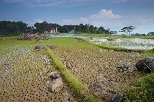 Dike: Water buffalo