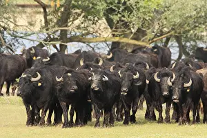 Bogs: Water buffalo back to the barn Lake Kerkini Greece