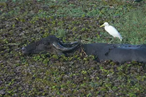 Wallowing: Water Buffalo with Cattle Egret on back