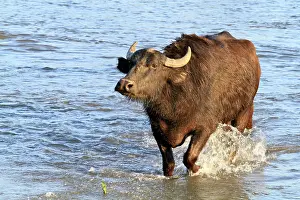 Bogs: Water buffalo wading - Lake Kerkini Greece
