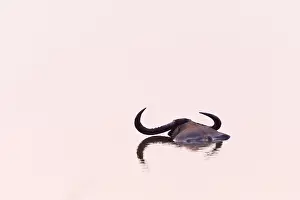 Bathe: Water buffalo or Wild Asian water buffalo (Bubalus