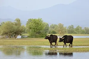 Bogs: Water buffaloes lakeside Kerkini Greece
