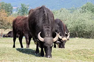 Bogs: Water Buffaloes on Strimonas riverbank Kerkini lake Greece