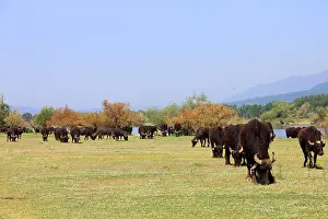 Bogs: Water Buffaloes on Strimonas riverbank Kerkini lake Greece