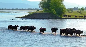 Bogs: Water buffaloes wading - Lake Kerkini Greece