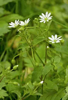 Chickweed: Water Chickweed (Myosoton aquaticum = Stellaria)