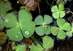 Lobed: Water clover - An aquatic fern with 4-lobed leaves