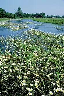 Peltatus: Water Crowfoot