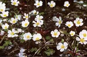 Crowfoots: WATER CROWFOOT - in flower