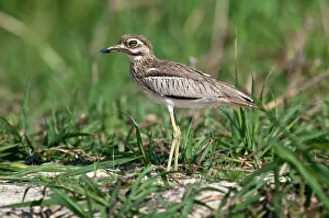 Burhinus: Water Dikkop