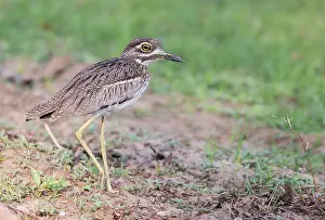 Burhinus: Water Dikkop