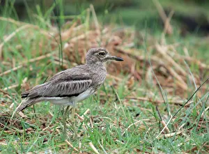 Burhinus: Water Dikkop