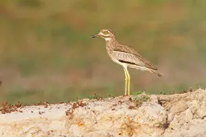 Burhinus: Water Dikkop
