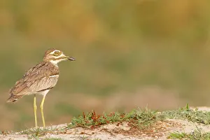 Burhinus: Water Dikkop