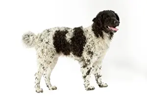 D Eau: Water Dog (chien d'eau frisson)