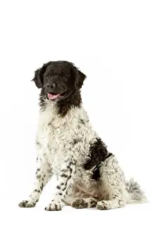 D Eau: Water Dog (chien d'eau frisson)