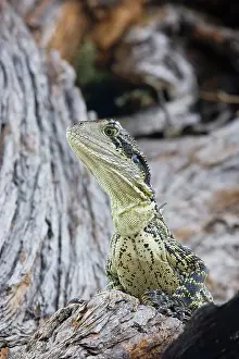 Physignathus: Water dragon