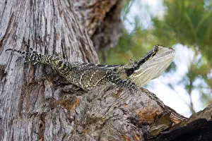 Physignathus: Water dragon