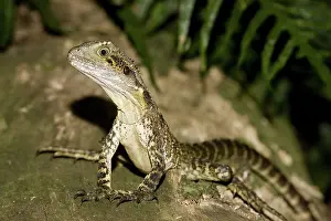 Physignathus: Water dragon
