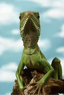 Dragon: WATER DRAGON