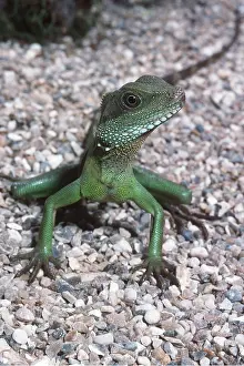 Dragon: WATER DRAGON