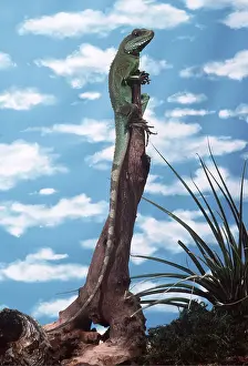 Dragon: WATER DRAGON