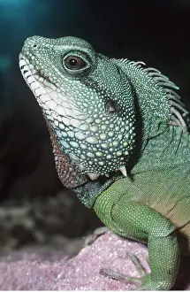 Lizards: WATER DRAGON