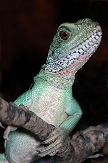Physignathus: Water dragon, Australia