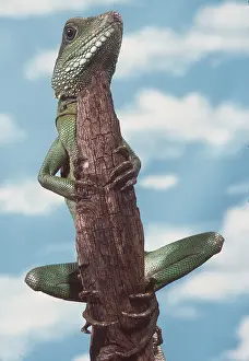 Dragon: WATER DRAGON - on branch