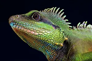 Physignathus: Water dragon (Physignathus concincinus ), Vietnam