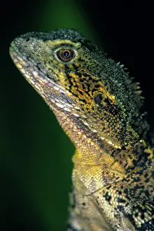 Agamid: Water Dragon (Physignathus lesueurii)